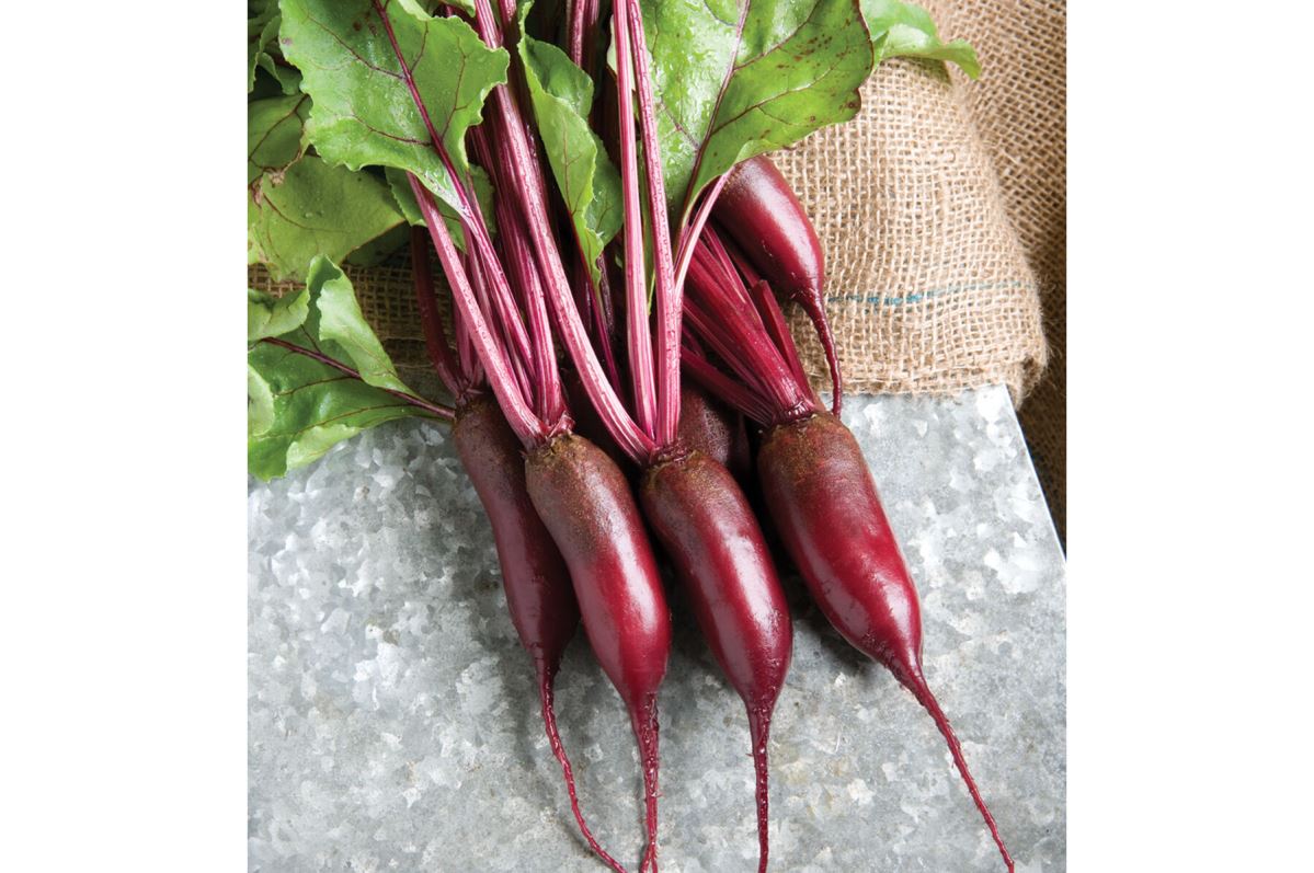 Cylindra – Beet Seed